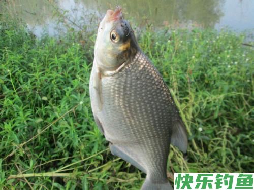垂钓武昌鱼，选对钓鱼方法，不愁鱼儿不上钩(图4)