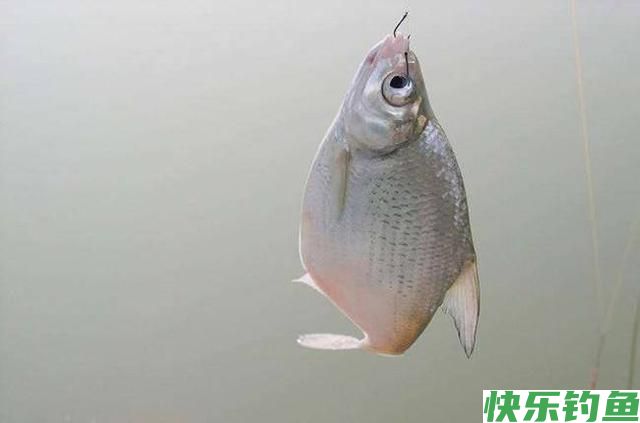 临近钓“大肚子”鳊鱼旺季，如何“爆护”？老钓友4点技巧助你(图2)