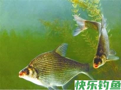 临近钓“大肚子”鳊鱼旺季，如何“爆护”？老钓友4点技巧助你(图3)
