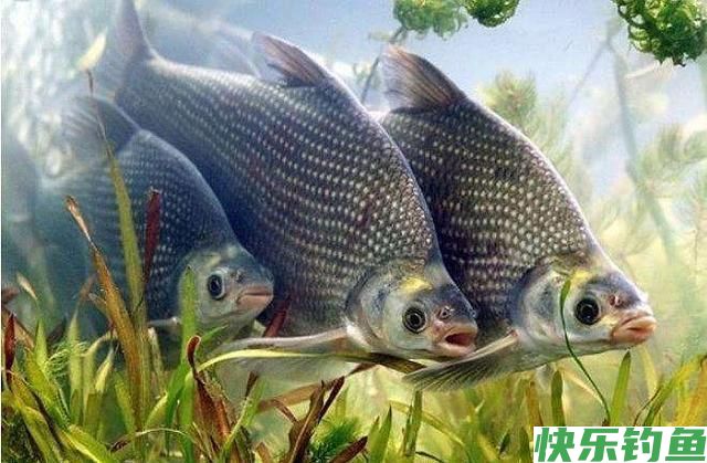 临近钓“大肚子”鳊鱼旺季，如何“爆护”？老钓友4点技巧助你(图7)