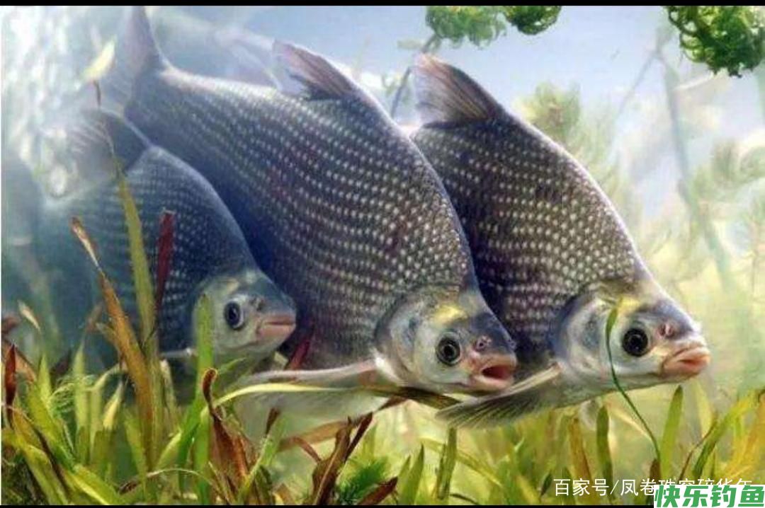 鳊鱼的一些作钓技巧和饵料搭配(图1)