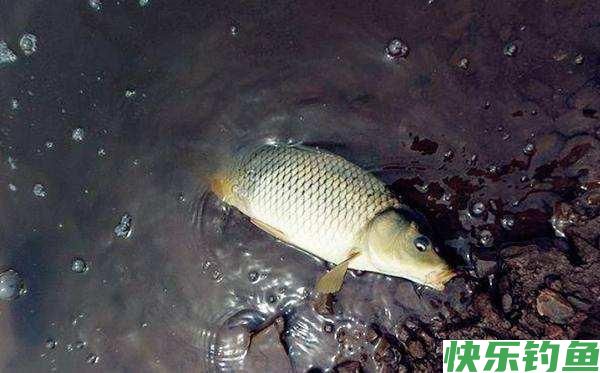 春季就只能钓鲫鱼吗？老钓友直言：这三种鱼了解一下，错过太可惜(图2)