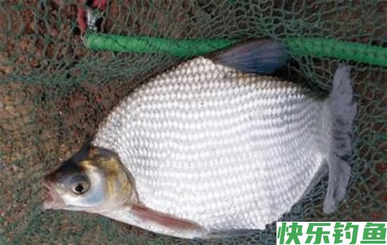 春季就只能钓鲫鱼吗？老钓友直言：这三种鱼了解一下，错过太可惜(图3)