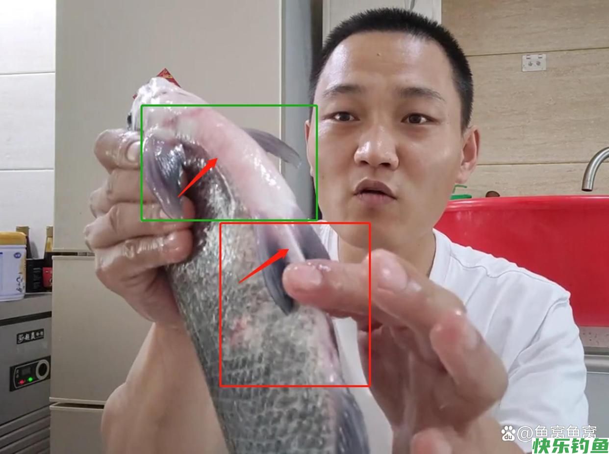 湖北名鱼武昌鱼，曾经一鱼难求，如今却被江苏省变成了家常菜(图22)