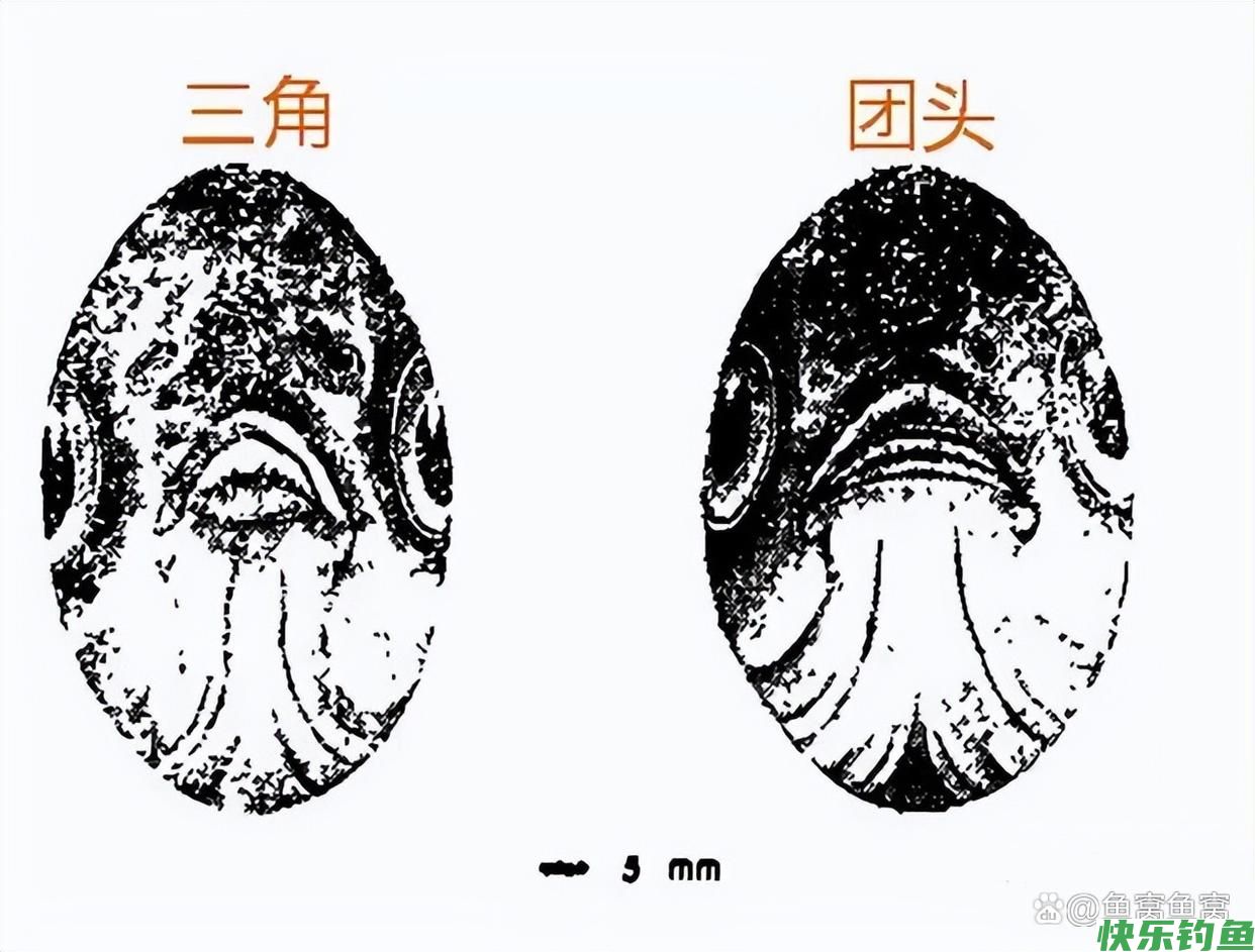湖北名鱼武昌鱼，曾经一鱼难求，如今却被江苏省变成了家常菜(图27)