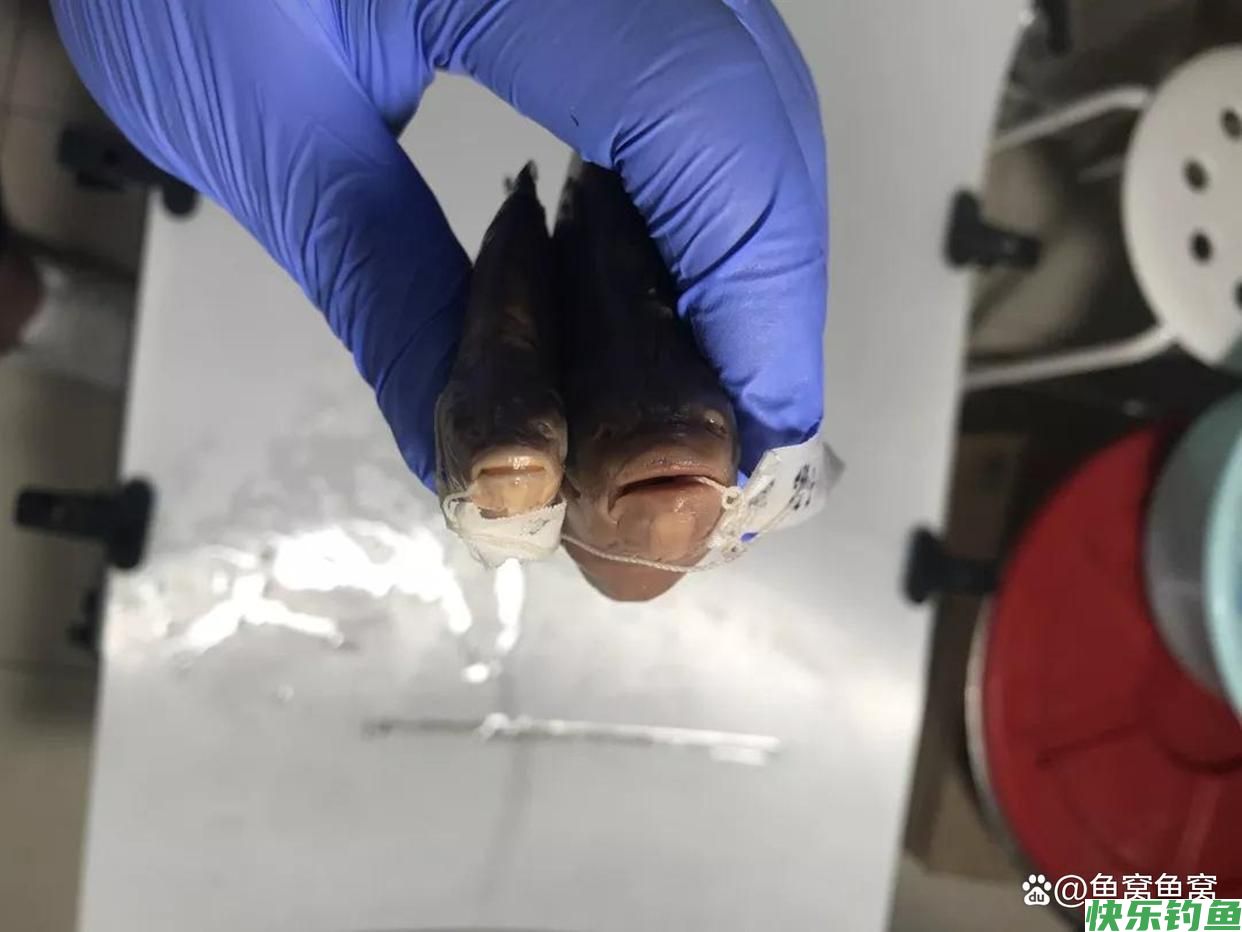 湖北名鱼武昌鱼，曾经一鱼难求，如今却被江苏省变成了家常菜(图28)