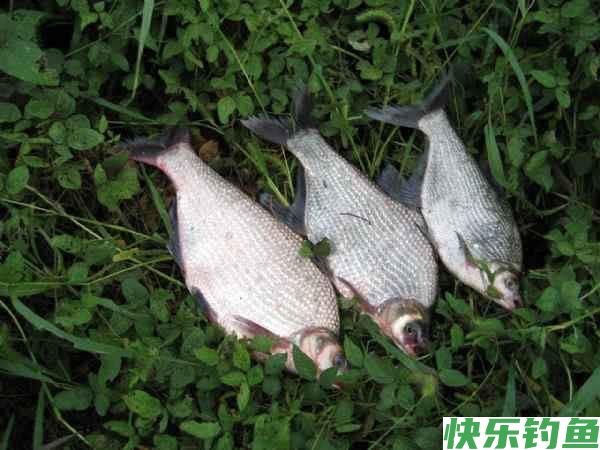 如何垂钓武昌鱼？从五个方面说说我的经验(图7)