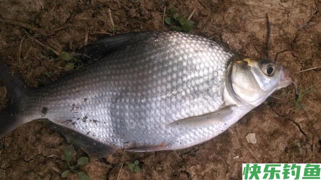 如何垂钓武昌鱼？从五个方面说说我的经验(图8)