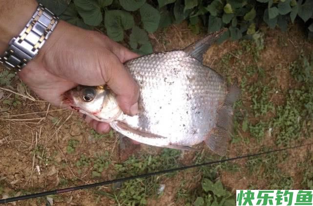 如何垂钓武昌鱼？从五个方面说说我的经验(图9)