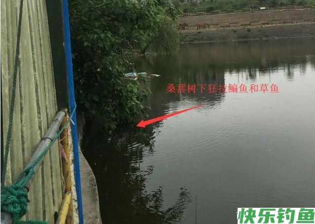 鳊鱼怎么钓更好？中秋过后采用这种钓法，鳊鱼大又肥(图2)
