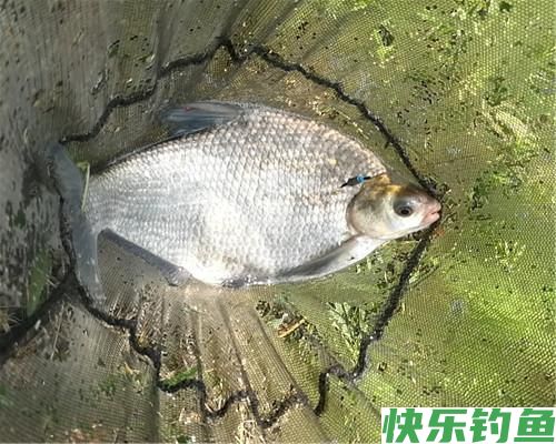 鳊鱼在水库很常见，秋季野钓做好这四点，水库很容易钓获鳊鱼(图5)