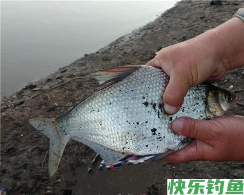 鳊鱼在水库很常见，秋季野钓做好这四点，水库很容易钓获鳊鱼(图4)