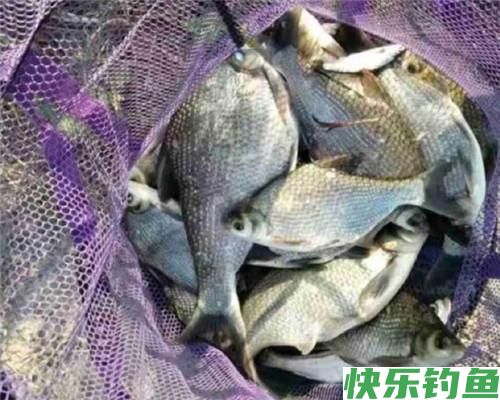 鳊鱼在水库很常见，秋季野钓做好这四点，水库很容易钓获鳊鱼(图8)