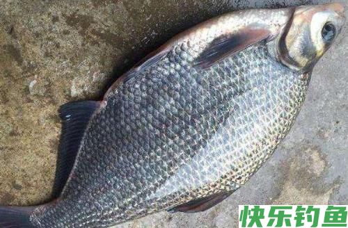 夏季不要跟鳊鱼对耗，真接拉上这三种钓法就成了！(图3)