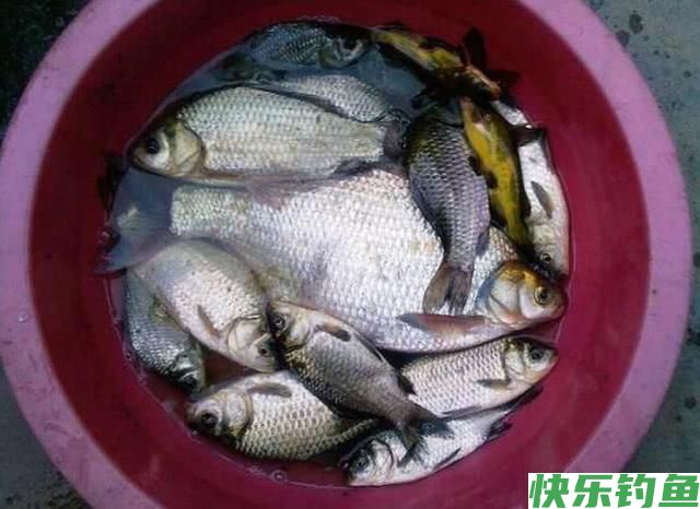 肉质细嫩鲜美的鱼中上品鳊鱼，该如何垂钓？(图3)