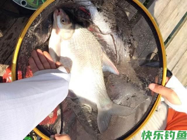 肉质细嫩鲜美的鱼中上品鳊鱼，该如何垂钓？(图10)
