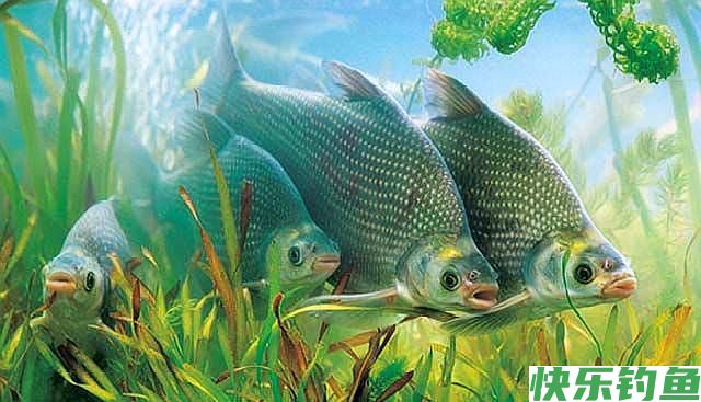 野钓鳊鱼只能钓过路鱼？错，夏季这样钓鳊鱼，爆护有机会！(图4)