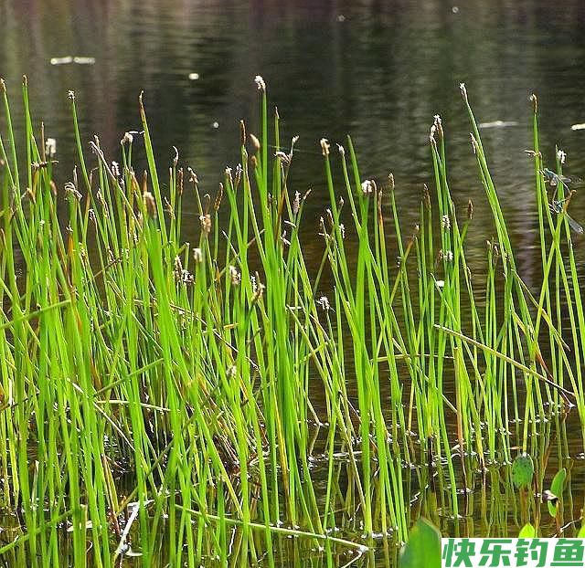 野钓鳊鱼只能钓过路鱼？错，夏季这样钓鳊鱼，爆护有机会！(图3)