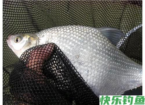 野钓鳊鱼只能钓过路鱼？错，夏季这样钓鳊鱼，爆护有机会！(图6)