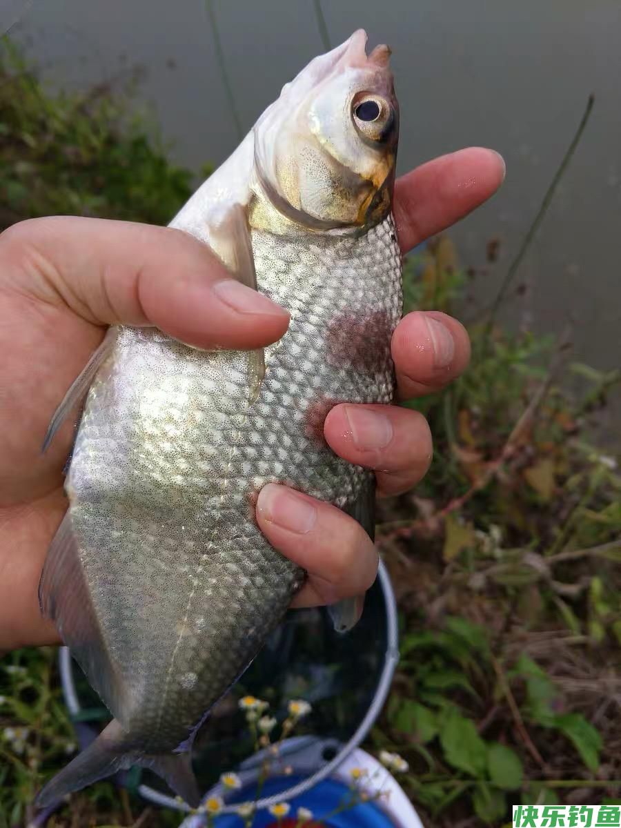 夏季钓鳊鱼和翘嘴鱼饵料中加小药到底有没有用？实测后涨见识了(图1)