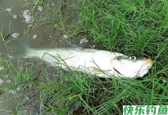 夏季钓鳊鱼和翘嘴鱼饵料中加小药到底有没有用？实测后涨见识了(图4)