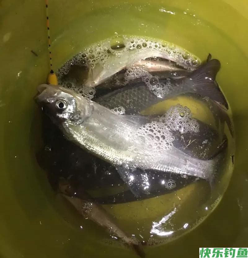 夏季钓鳊鱼和翘嘴鱼饵料中加小药到底有没有用？实测后涨见识了(图7)
