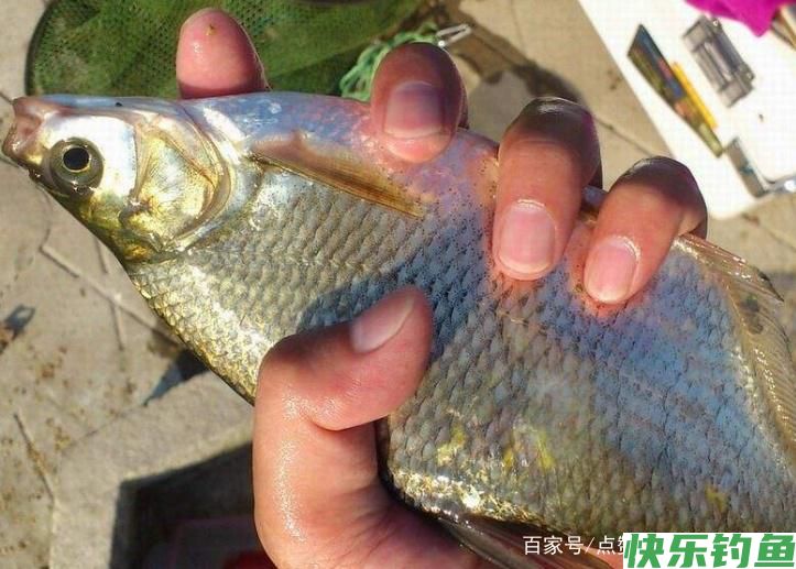 教你一些钓鳊鱼的技巧,不了解的进来看看吧,一起学习学习(图1) 教你一些钓鳊鱼的技巧,不了解的进来看看吧,一起学习学习(图1)