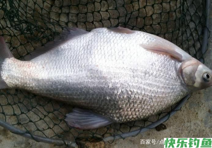 教你一些钓鳊鱼的技巧,不了解的进来看看吧,一起学习学习(图5) 教你一些钓鳊鱼的技巧,不了解的进来看看吧,一起学习学习(图5)