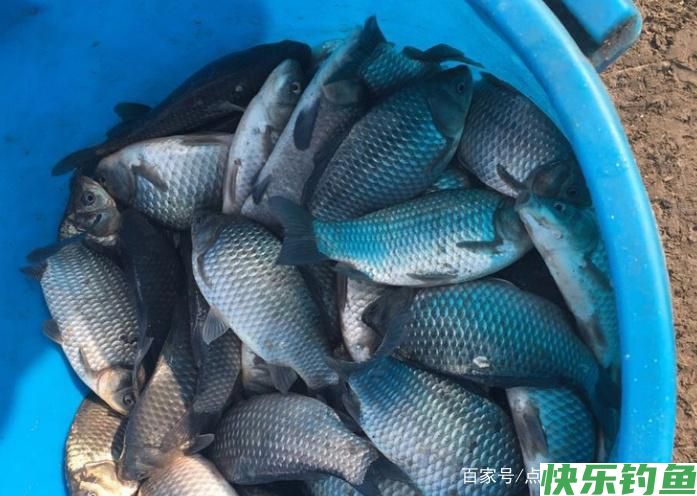 关于钓鳊鱼的技巧,不了解的可以进来看看,真的很实用!(图2) 关于钓鳊鱼的技巧,不了解的可以进来看看,真的很实用!(图2)