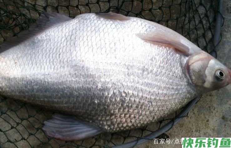 关于钓鳊鱼的技巧,不了解的可以进来看看,真的很实用!(图1) 关于钓鳊鱼的技巧,不了解的可以进来看看,真的很实用!(图1)