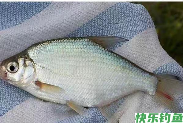 野钓大鳊鱼草鱼(窝料简单实用)(图2)
