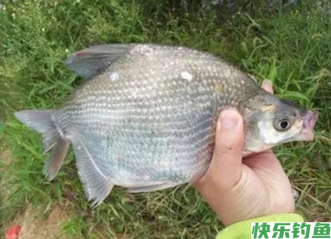 怎样垂钓鳊鱼?听听小编的介绍,绝对都是一些很实用的知识!(图2) 怎样垂钓鳊鱼?听听小编的介绍,绝对都是一些很实用的知识!(图2)
