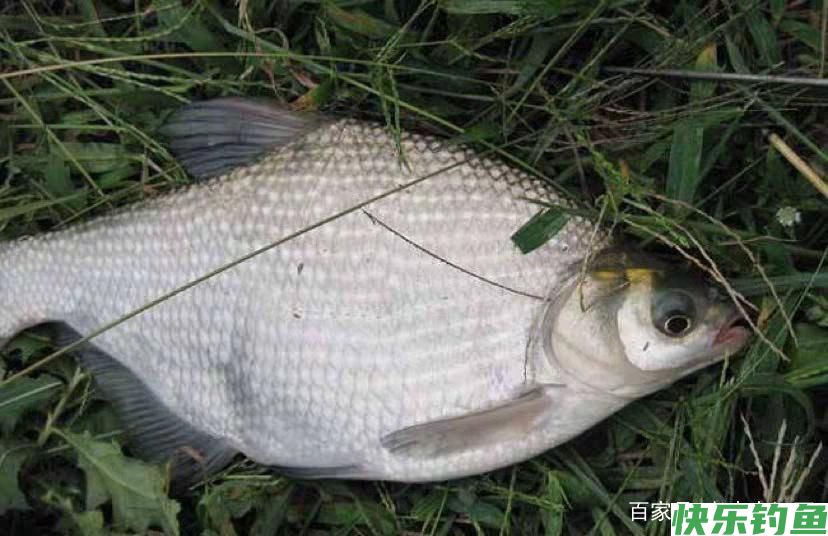 野钓大鳊鱼草鱼(窝料简单实用)(图4)