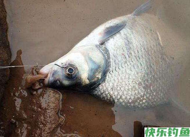 怎样垂钓鳊鱼?听听小编的介绍,绝对都是一些很实用的知识!(图1) 怎样垂钓鳊鱼?听听小编的介绍,绝对都是一些很实用的知识!(图1)