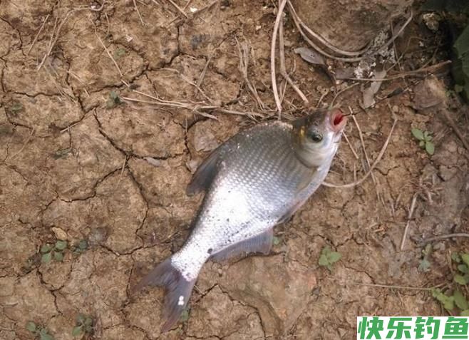 怎样垂钓鳊鱼?听听小编的介绍,绝对都是一些很实用的知识!(图4) 怎样垂钓鳊鱼?听听小编的介绍,绝对都是一些很实用的知识!(图4)