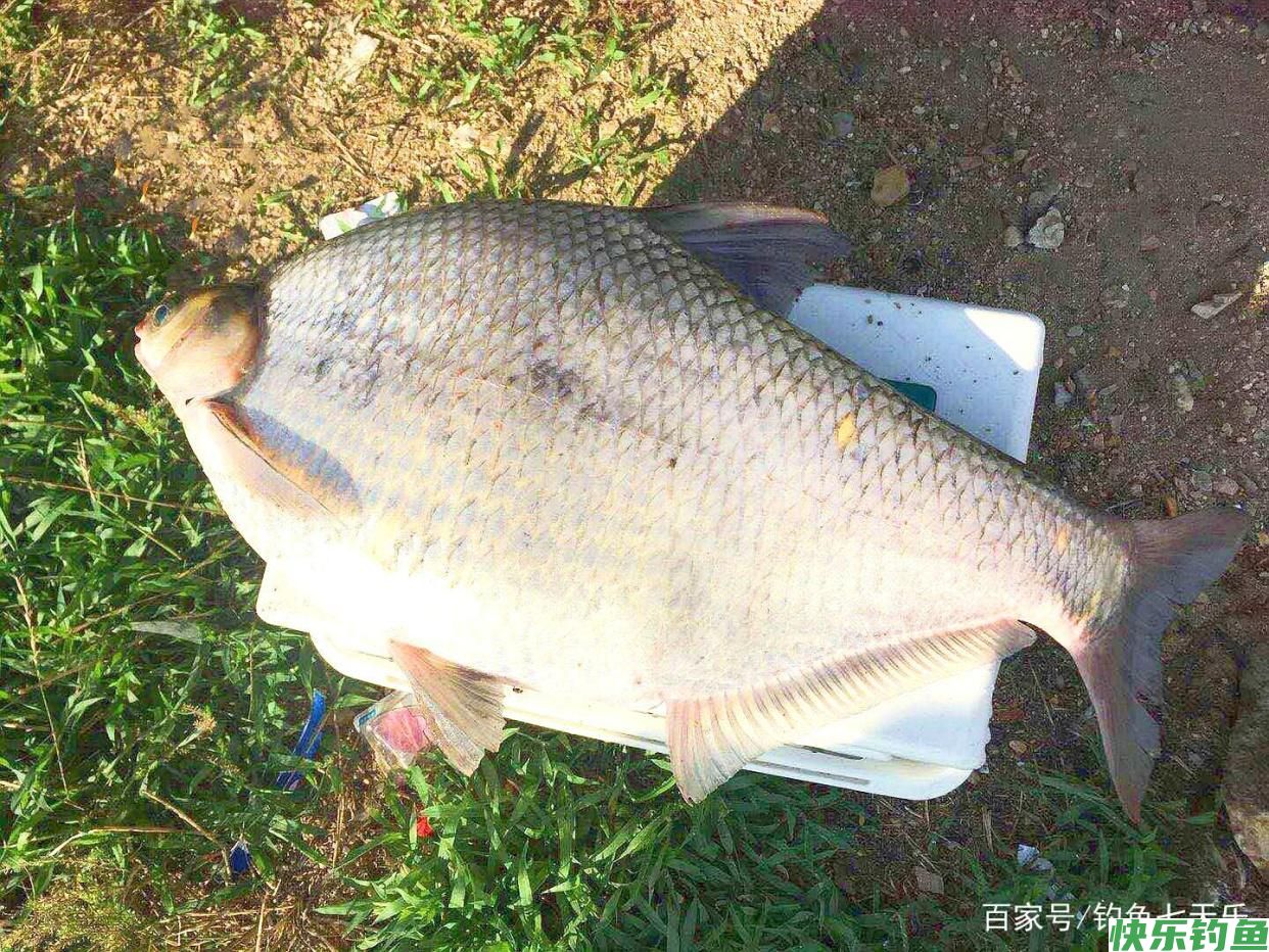 夏季钓“大鳊”，我只关注这四点，连连中鱼根本忙不过来(图2)