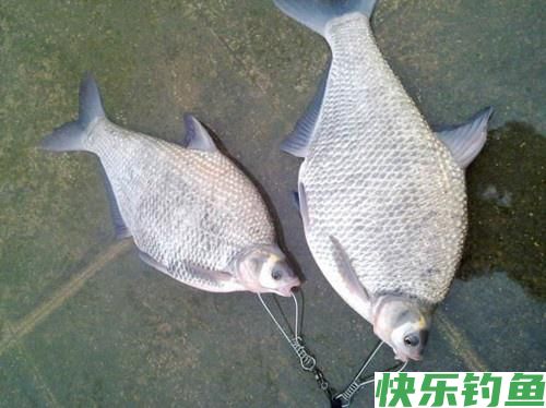 最爱钓鳊鱼,什么时候都是那么好钓,夏钓鳊鱼,稍作准备即可爆护(图2) 最爱钓鳊鱼,什么时候都是那么好钓,夏钓鳊鱼,稍作准备即可爆护(图2)