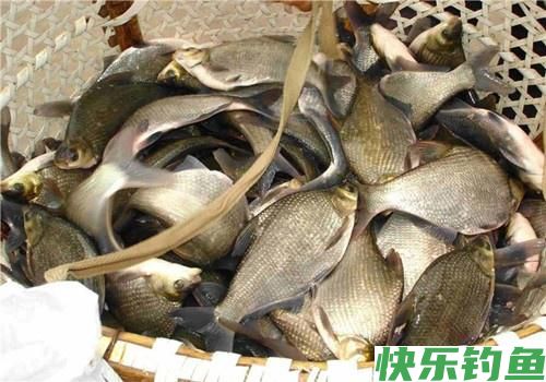 最爱钓鳊鱼,什么时候都是那么好钓,夏钓鳊鱼,稍作准备即可爆护(图1) 最爱钓鳊鱼,什么时候都是那么好钓,夏钓鳊鱼,稍作准备即可爆护(图1)
