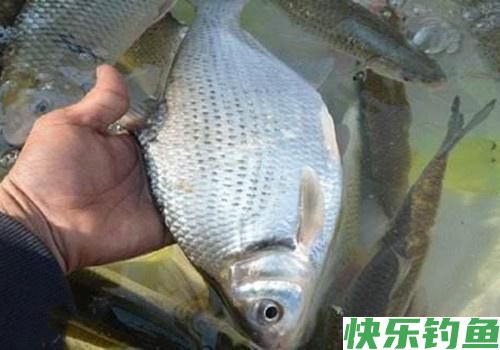 最爱钓鳊鱼,什么时候都是那么好钓,夏钓鳊鱼,稍作准备即可爆护(图3) 最爱钓鳊鱼,什么时候都是那么好钓,夏钓鳊鱼,稍作准备即可爆护(图3)