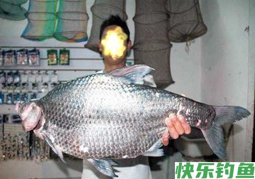 最爱钓鳊鱼,什么时候都是那么好钓,夏钓鳊鱼,稍作准备即可爆护(图5) 最爱钓鳊鱼,什么时候都是那么好钓,夏钓鳊鱼,稍作准备即可爆护(图5)