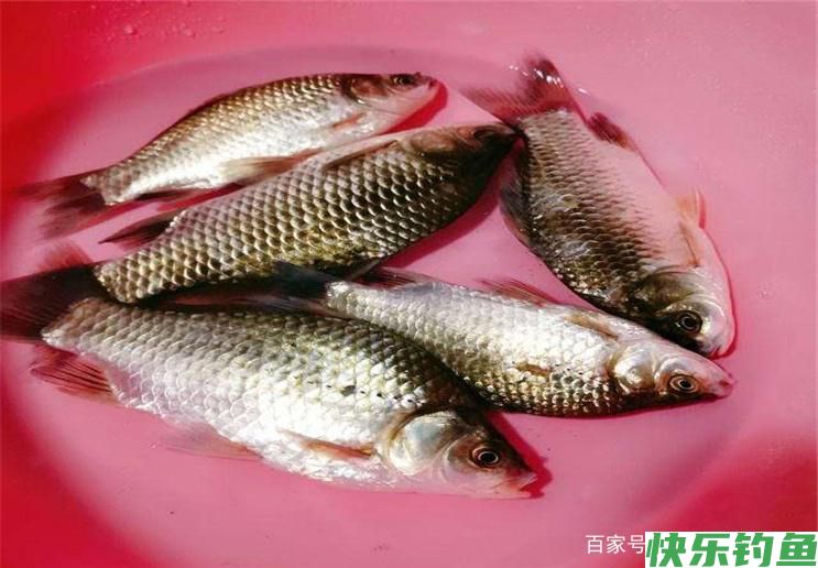 关于夏季野钓调漂，学会这些小技巧，可以让你轻松钓到鱼！(图2)