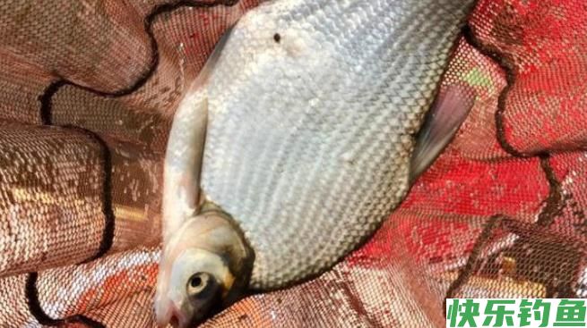 用这方法钓鳊鱼，鱼获基本都不会少，别说我没告诉你(图5)