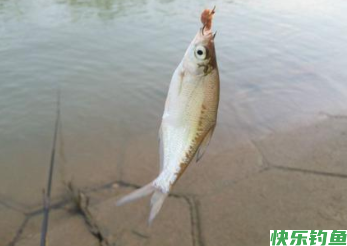 春末初夏钓鳊鱼时，了解了这些垂钓技巧后，还怕没有收获吗？(图4)