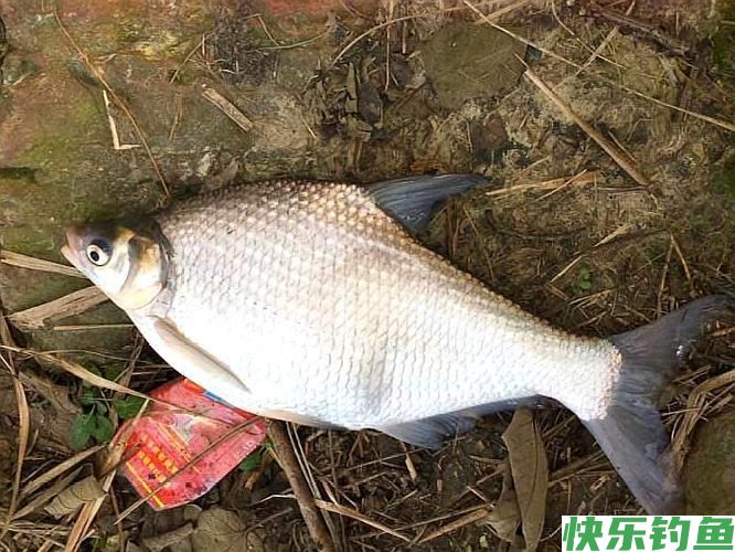 天一热，钓鳊鱼就用这两招！大“鳊”手到擒来(图1)