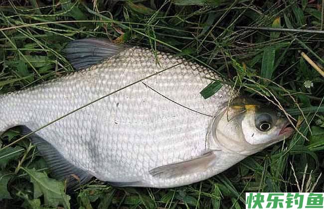 天一热，钓鳊鱼就用这两招！大“鳊”手到擒来(图4)
