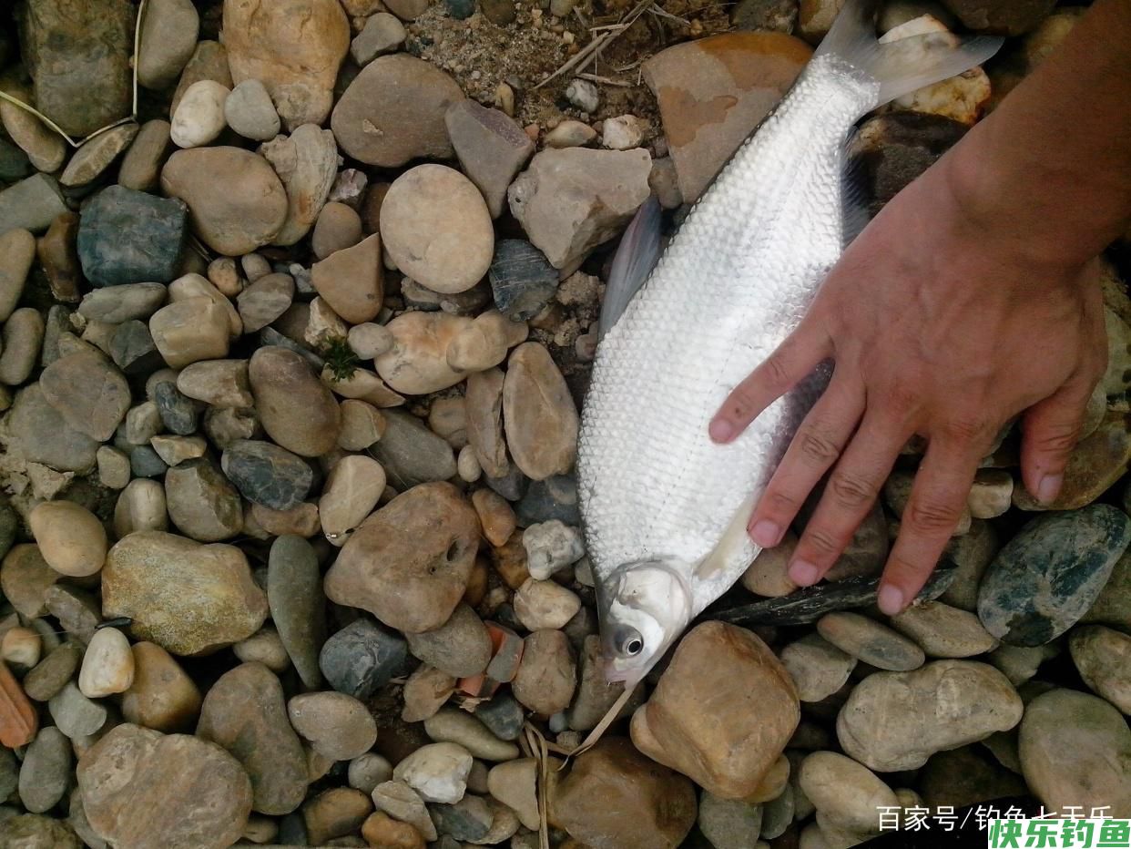 天一热，钓鳊鱼就用这两招！大“鳊”手到擒来(图3)