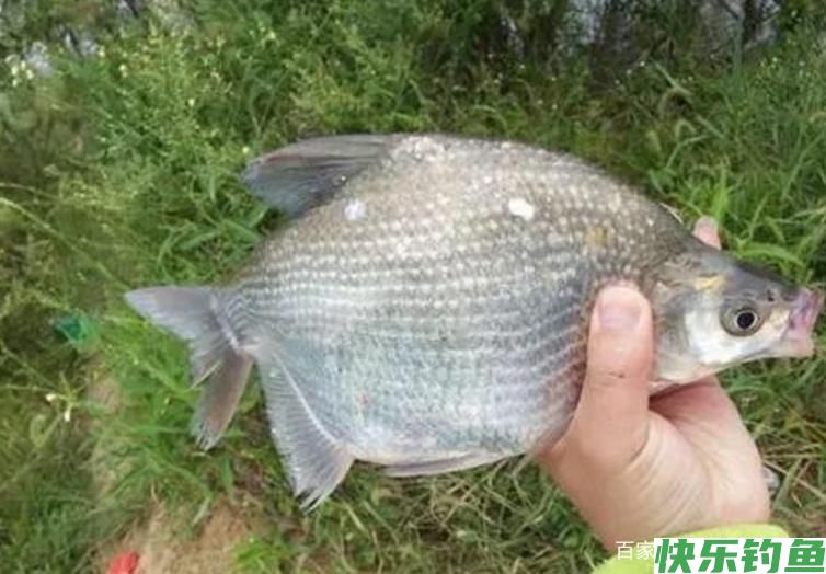 钓鳊鱼需要知道的一些小常识，跟我这样做，才会很轻松！(图2)
