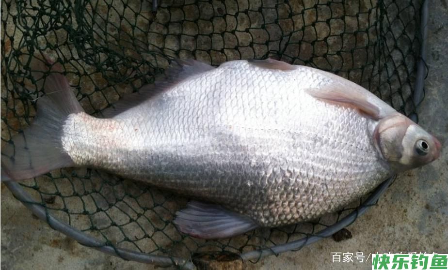 怎么垂钓鳊鱼？这些技巧需要知道，可以提升爆护率(图2)