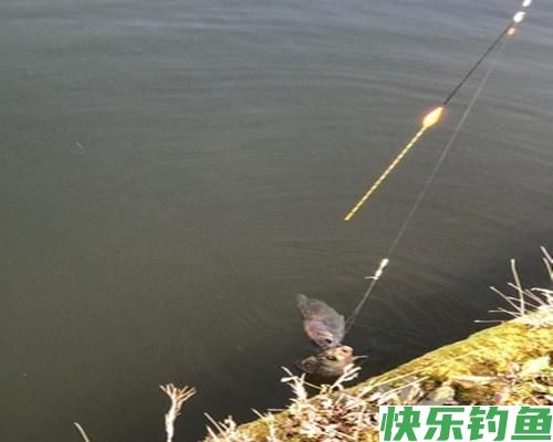 夏季野钓做好这五点，水库总能上鳊鱼，解析夏季水库野钓鳊鱼技巧(图3)