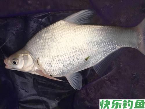 夏季野钓做好这五点，水库总能上鳊鱼，解析夏季水库野钓鳊鱼技巧(图5)